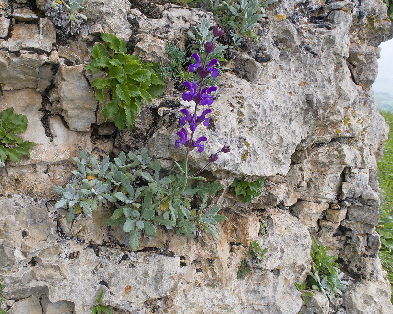 Image of Salvia canescens specimen.