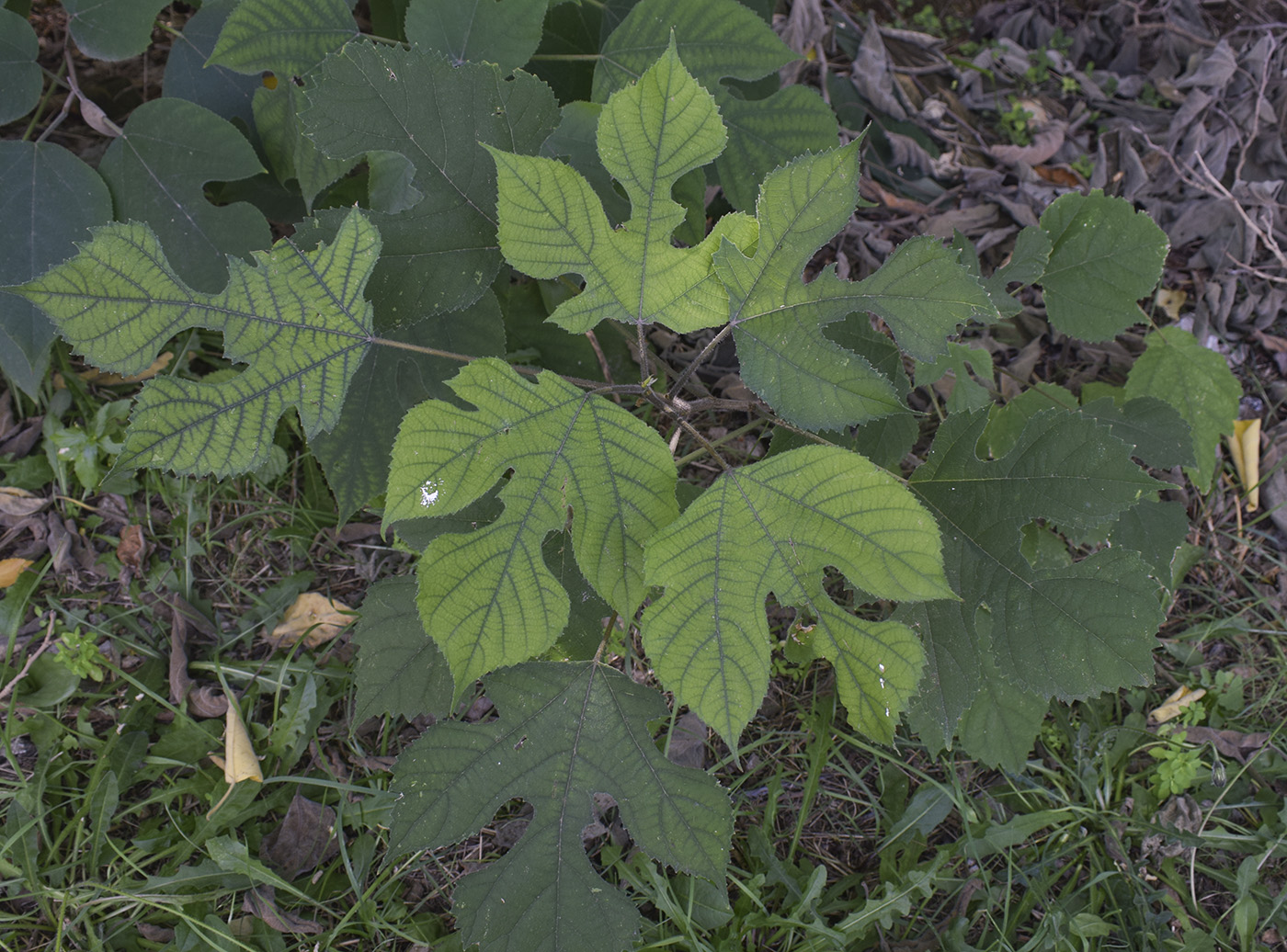 Image of Broussonetia papyrifera specimen.