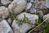 род Salix. Верхушка веточки с молодыми листьями и соцветием. Кабардино-Балкария, Эльбрусский р-н, западная часть котловины оз. Донгуз-Орун, осушенный участок озера. 18 июня 2025 г.