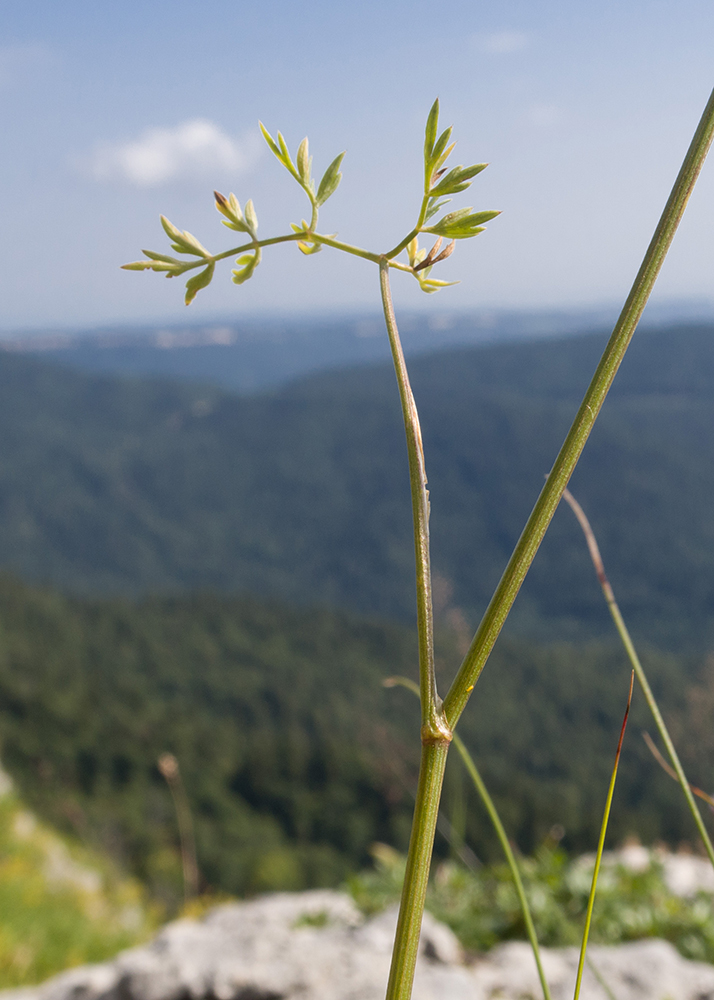 Image of familia Apiaceae specimen.