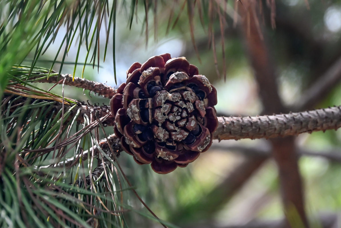 Изображение особи Pinus pinea.