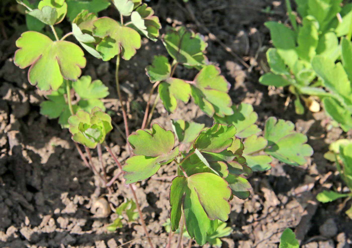 Image of Aquilegia oxysepala specimen.
