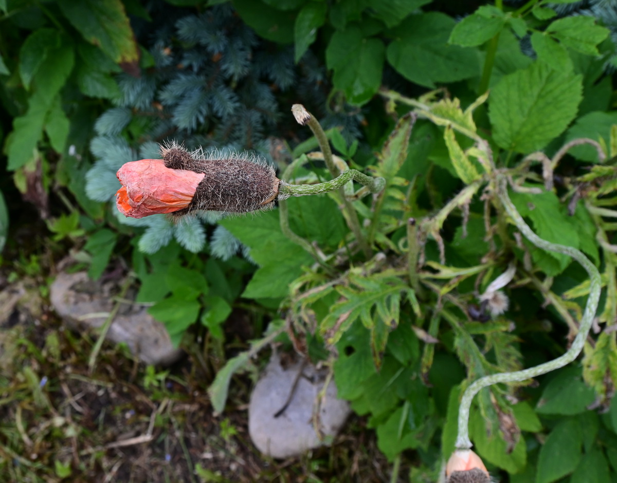 Image of genus Papaver specimen.