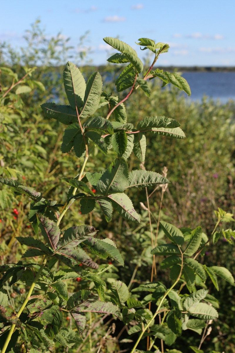Изображение особи род Rosa.