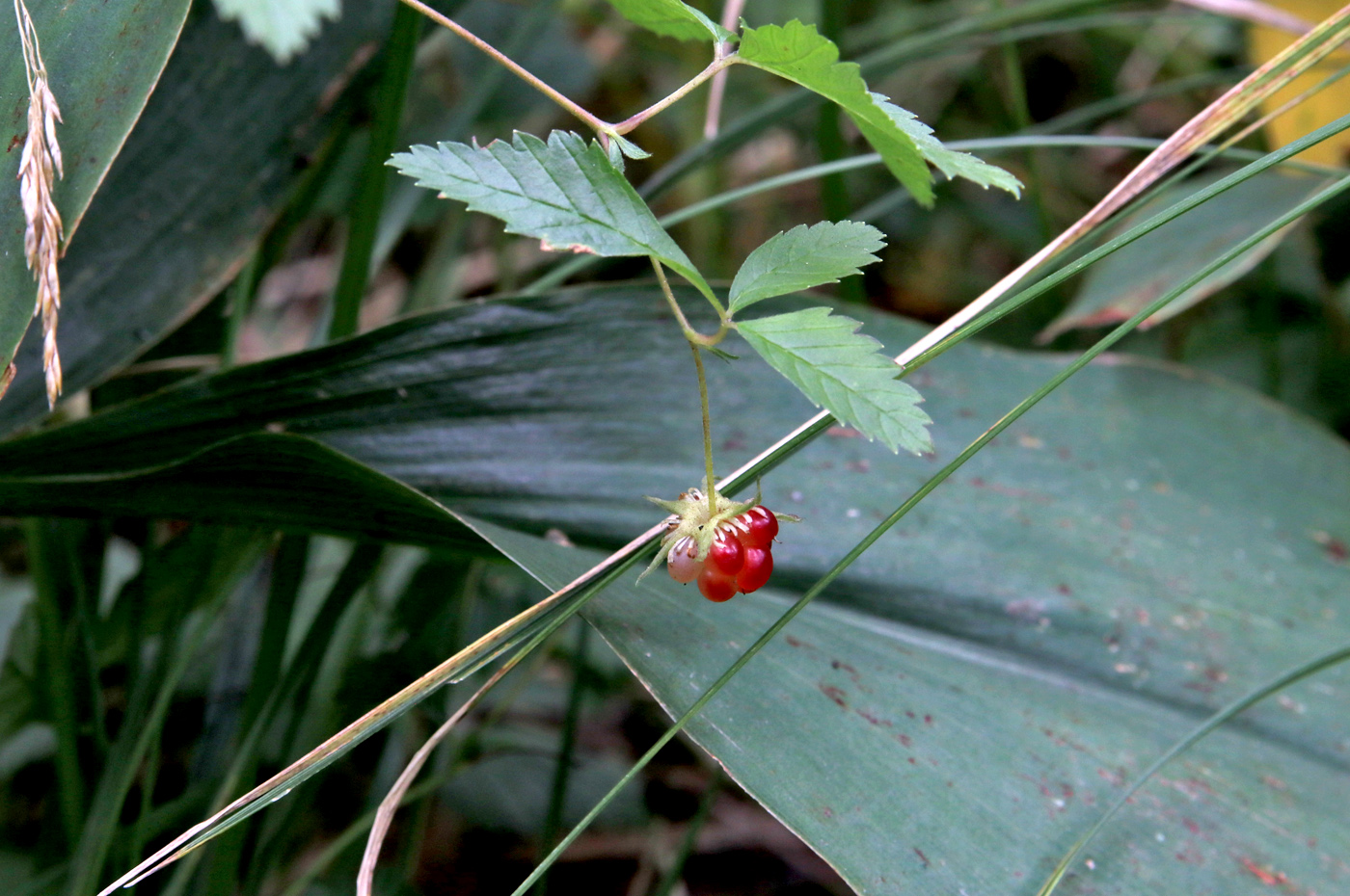 Изображение особи Rubus arcticus.