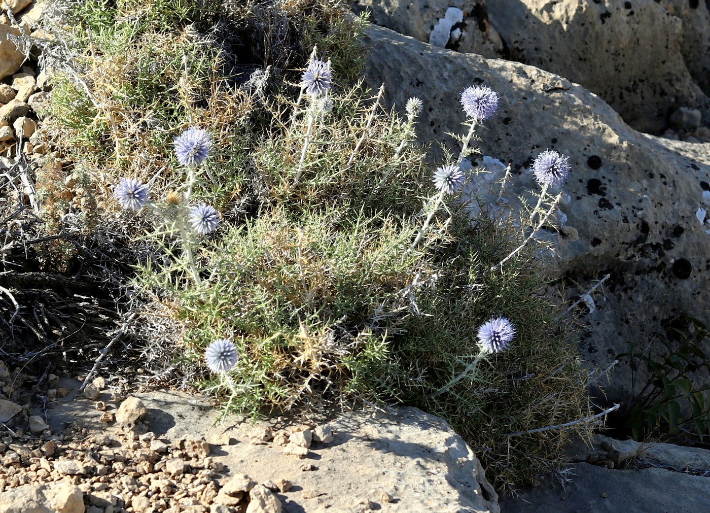 Изображение особи Echinops spiniger.