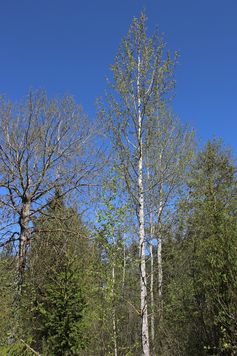 Изображение особи Populus tremula.