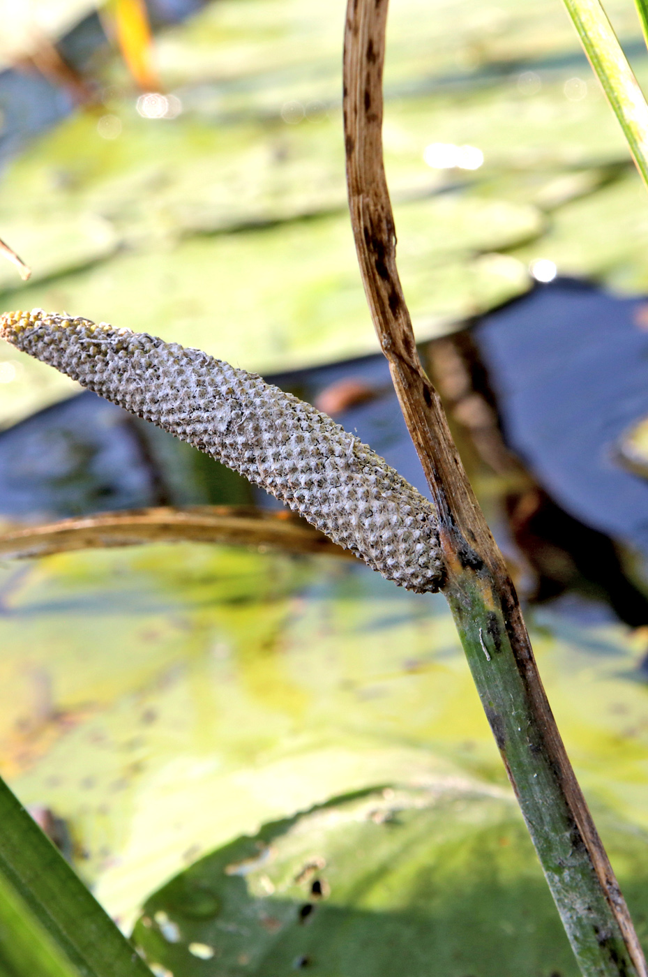 Image of Acorus calamus specimen.