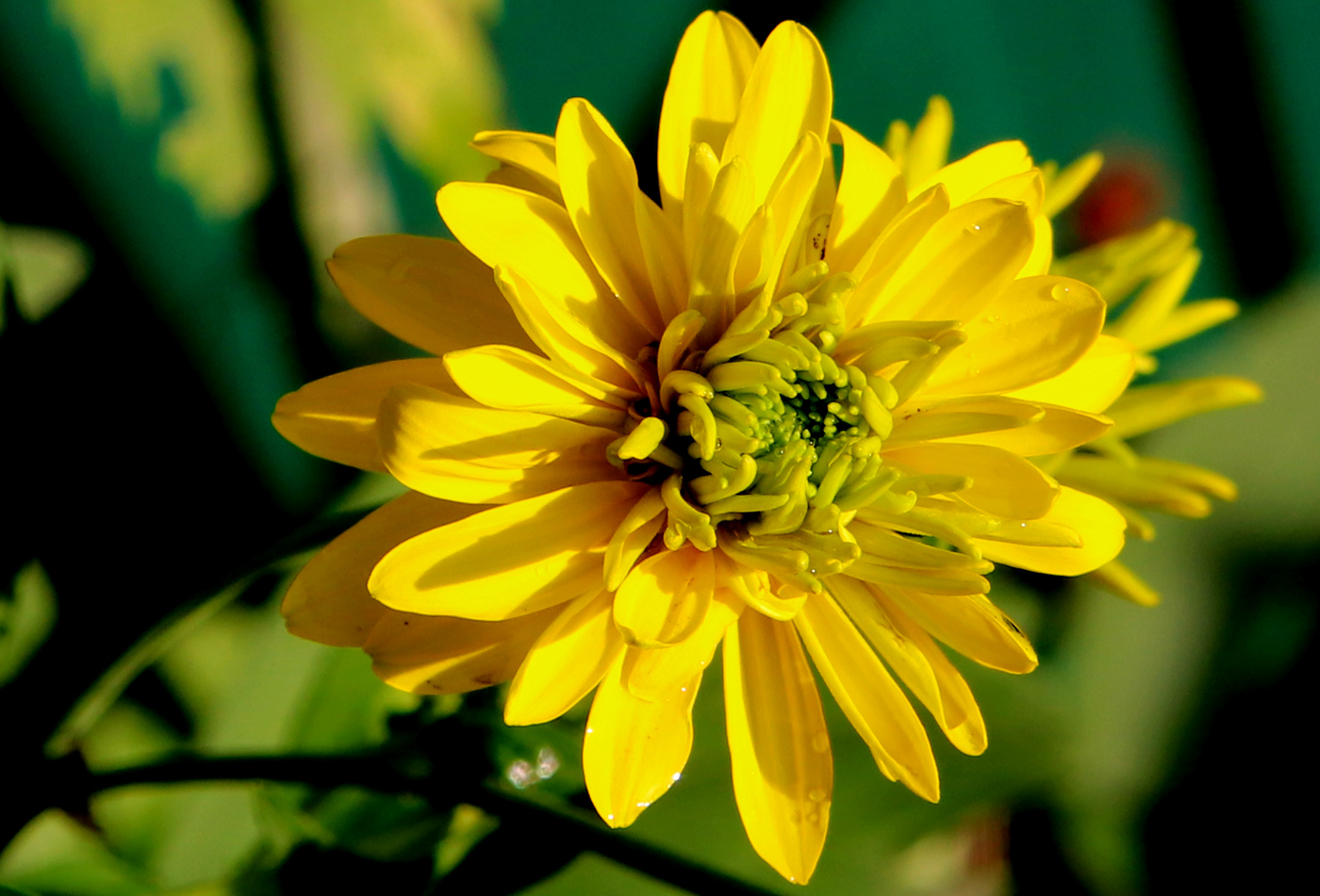 Изображение особи Rudbeckia laciniata var. hortensia.