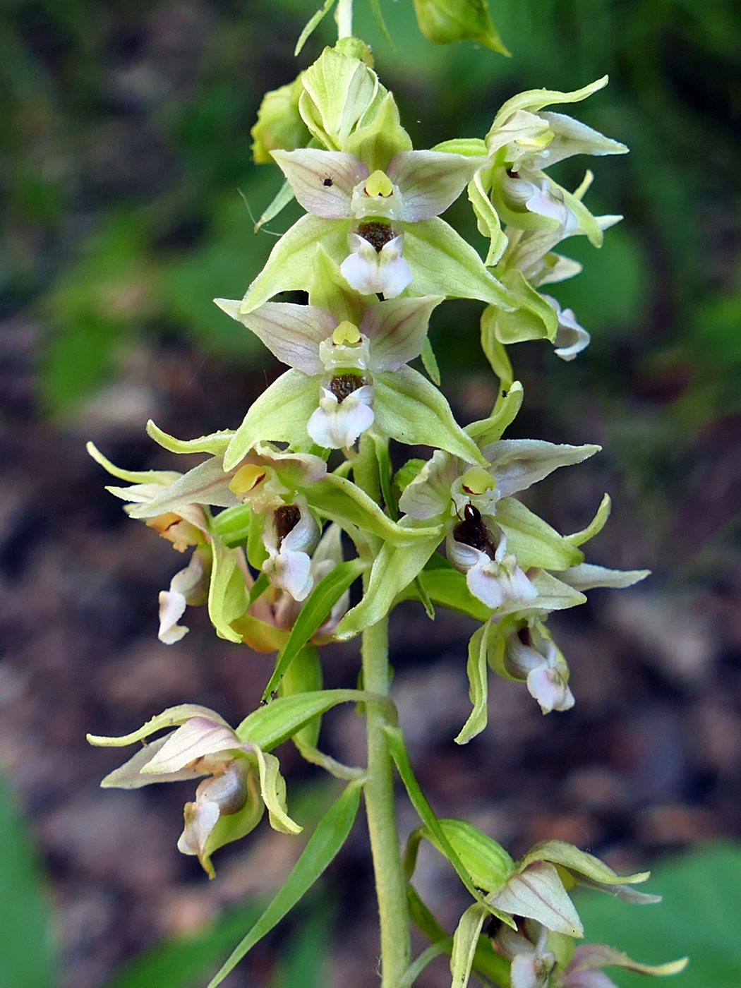Image of Epipactis helleborine specimen.