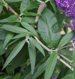 Buddleja davidii. Часть побега. Калининградская обл., г. Светлогорск, дворовое озеленение. 27.07.2025.