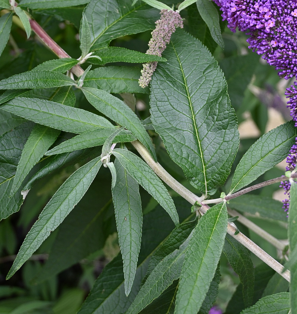 Image of Buddleja davidii specimen.