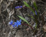 Scilla bifolia. Цветущее растение. Краснодарский край, ГО Новороссийск, окр. с. Абрау-Дюрсо, дубовый лес. 24.02.2026.