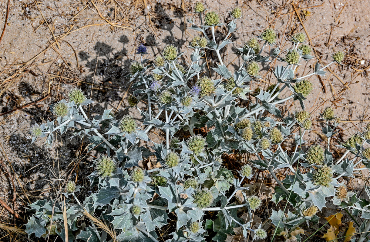Изображение особи Eryngium maritimum.