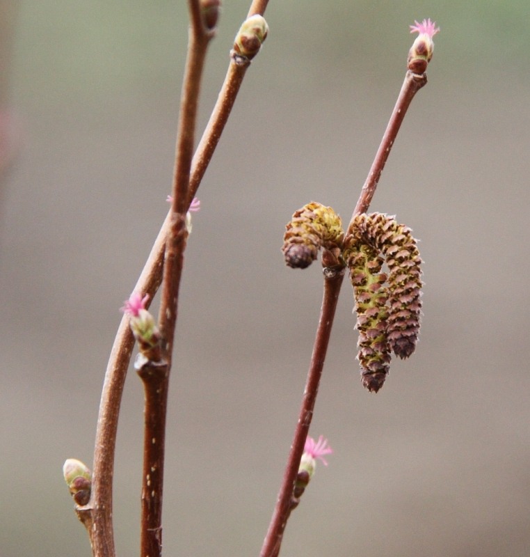 Image of genus Corylus specimen.