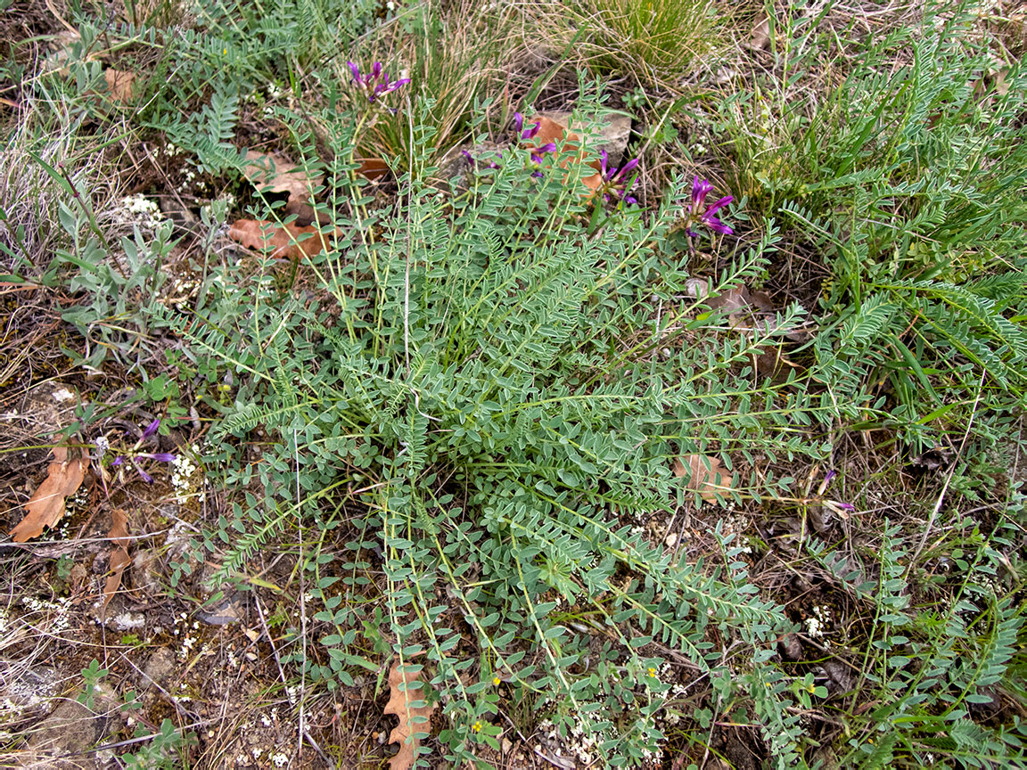 Изображение особи Astragalus suprapilosus.