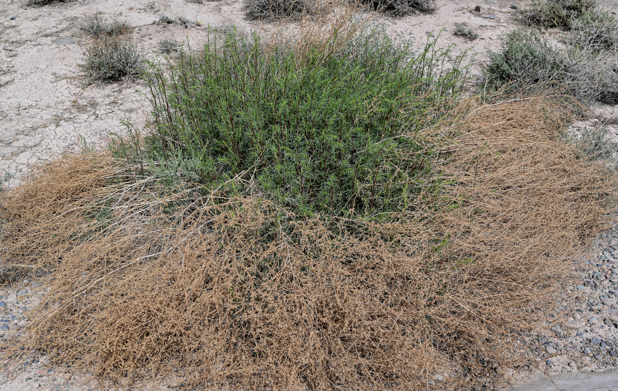 Изображение особи род Artemisia.