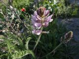 Oxytropis pilosissima. Соцветие. Казахстан, Туркестанская обл., Тюлькубасский р-н, окр. с. Жабаглы, подъем на Таскору, глинисто-каменистый склон, арчовое редколесье, ≈ 1400 м н.у.м. 27 апреля 2026 г.