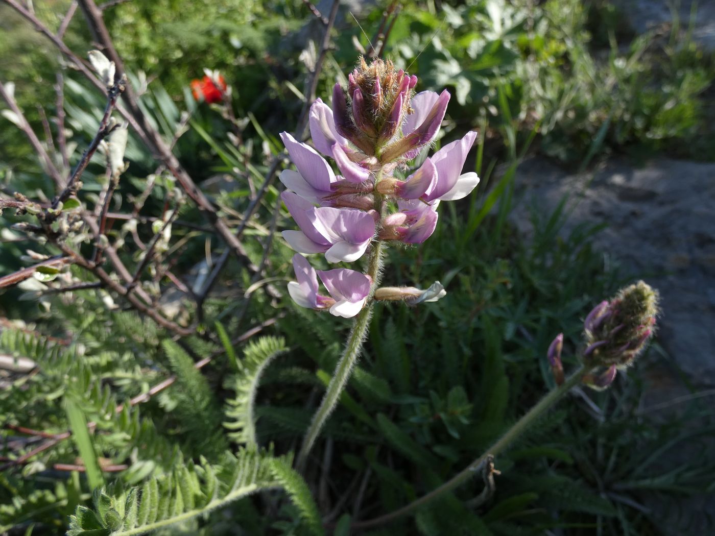 Image of Oxytropis pilosissima specimen.