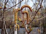 Duschekia mandschurica. Верхушка побега с мужскими и женскими соцветиями. Хабаровский край, г. Комсомольск-на-Амуре, берег ручья Тёплый ключ. 12.05.2026.
