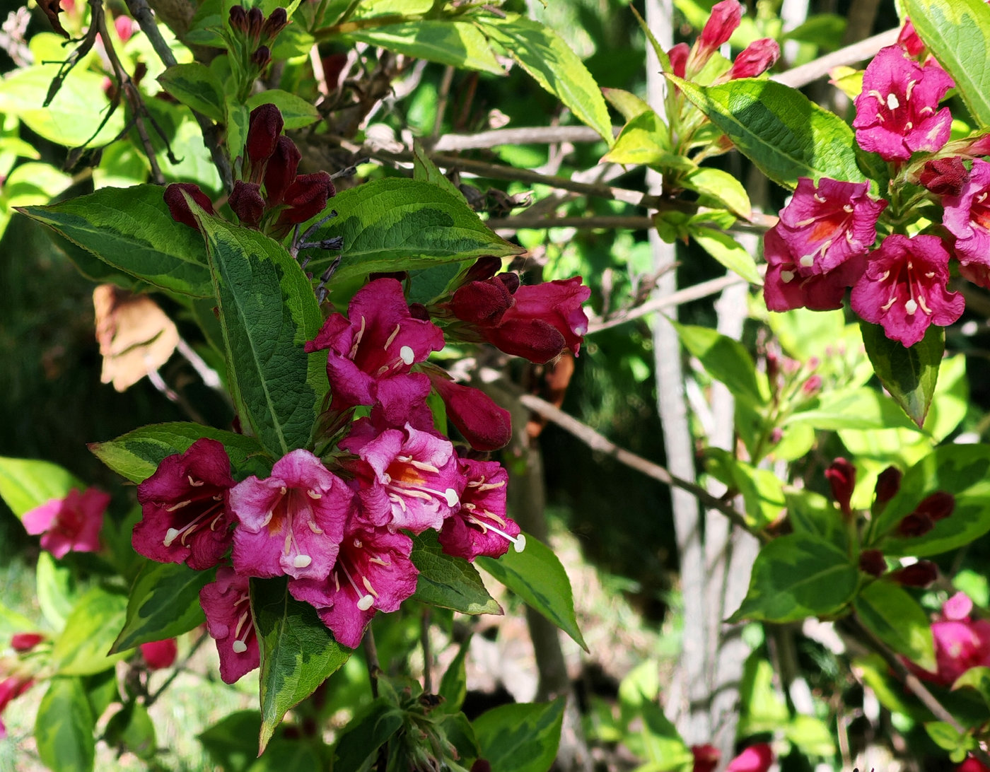 Image of Weigela florida specimen.