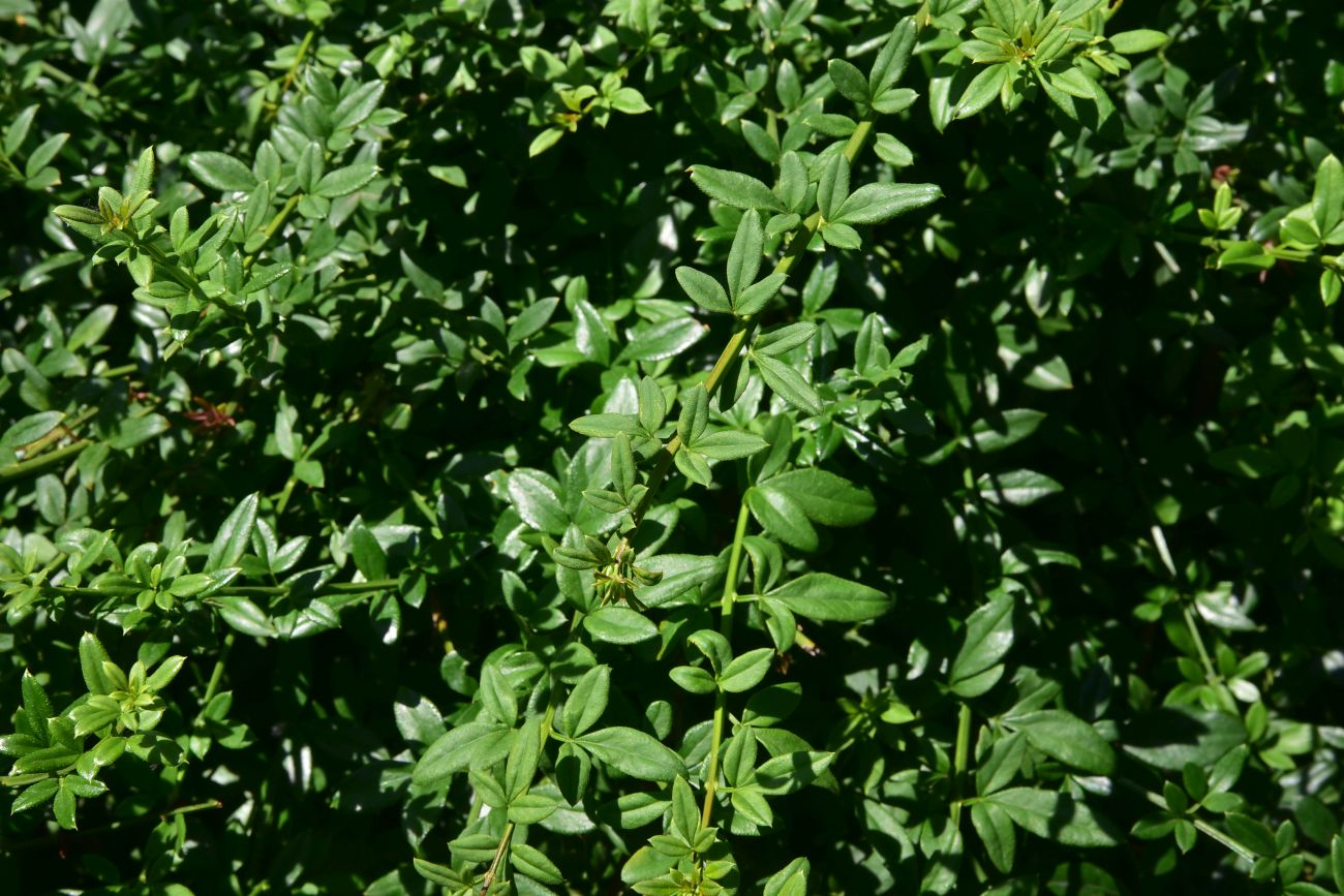 Image of Jasminum mesnyi specimen.