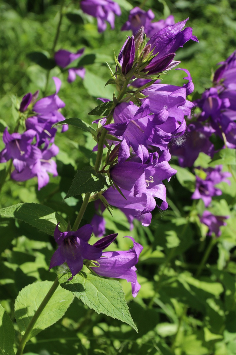 Изображение особи Campanula latifolia.