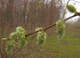 Salix myrsinifolia