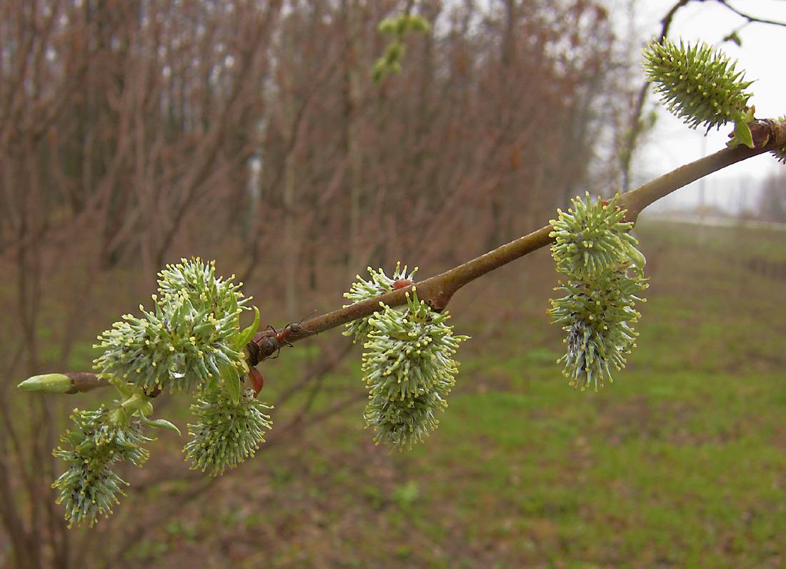 Изображение особи Salix myrsinifolia.