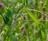 Lathyrus tuberosus. Верхушка побега с незрелыми плодами. Оренбургская обл., Саракташский р-н, Жёлтинский сельсовет, окр. хут. Султанбаево, луговая степь. 9 июня 2025 г.