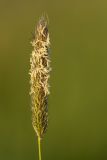 Image of taxon representative. Author is Илья Михеев