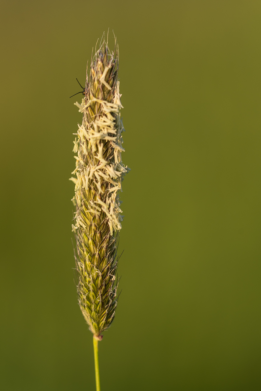 Image of Alopecurus pratensis specimen.