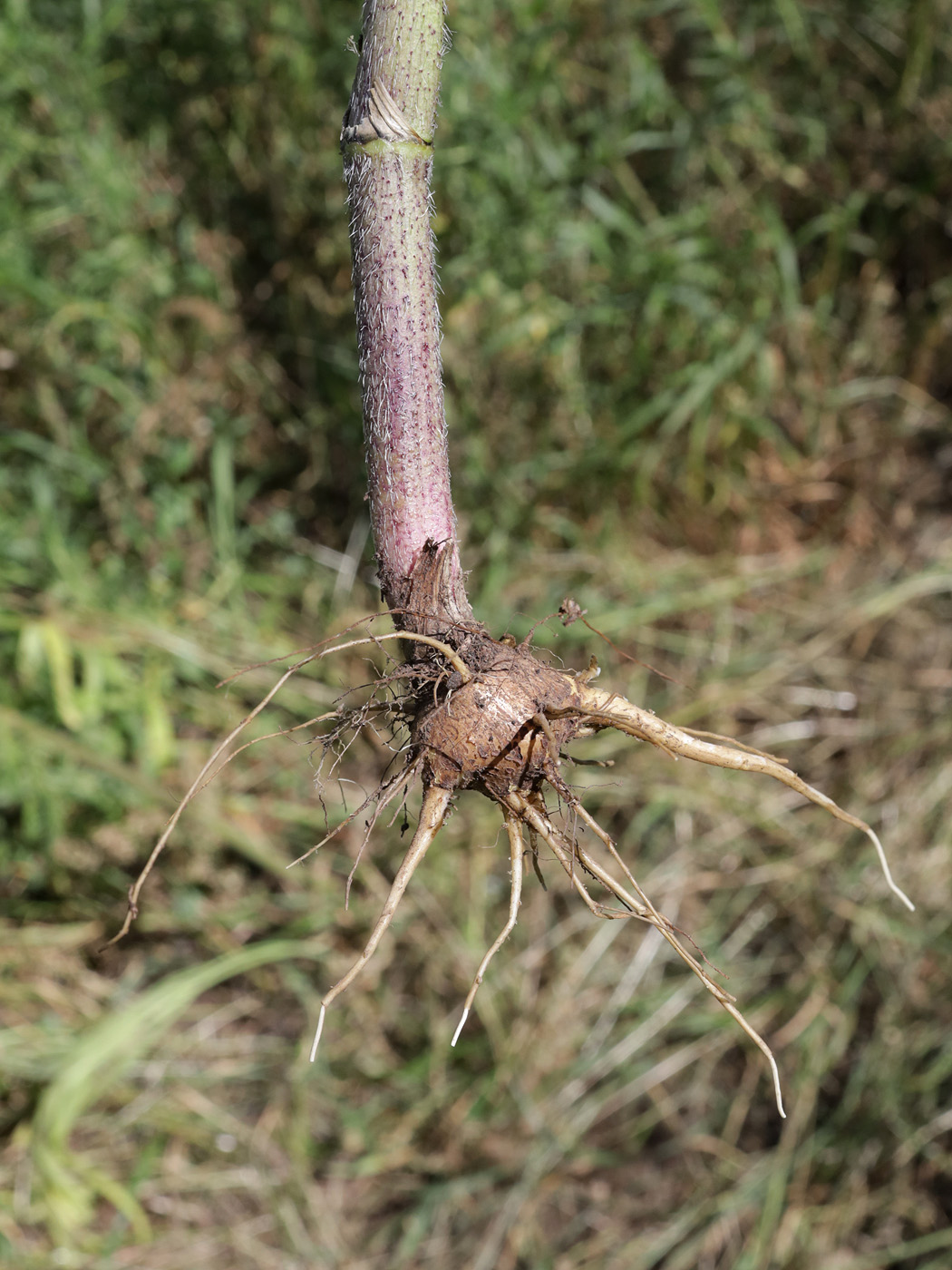 Image of Chaerophyllum prescottii specimen.