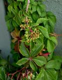 Parthenocissus quinquefolia. Часть побега с отцветающим соцветием и созревающими плодами. Португалия, округ Лиссабон, г. Кашкайш, в культуре. 05.08.2025.