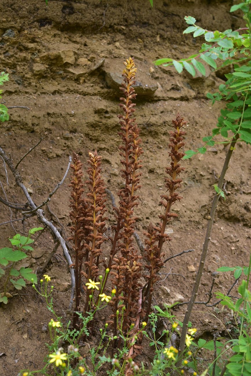 Image of genus Orobanche specimen.