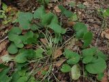 Viola brachyceras. Вегетирующее растение. Хабаровский край, г. Комсомольск-на-Амуре, Силинский лесопарк, лиственный лес, обочина лесной дороги. 23.08.2026.