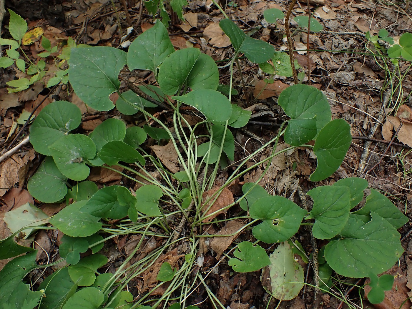 Image of Viola brachyceras specimen.