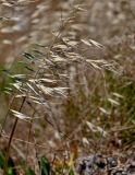 Avena sterilis. Верхушка побега с соплодиями. Португалия, округ Бежа, устье р. Мира, подножие песчаного склона. 05.06.2026.