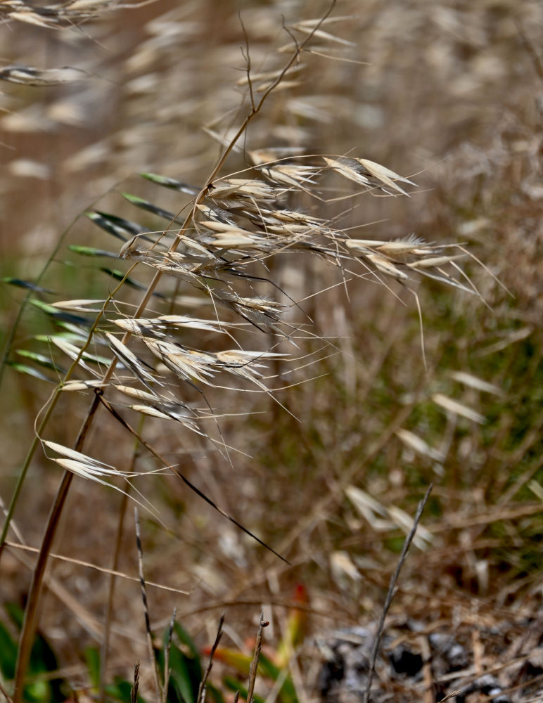 Image of Avena sterilis specimen.