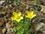 Ranunculus millefoliatus. Верхушки цветущего растения. Болгария, Кырджалийская обл., община Кирково, к западу от дер. Добромирци, гора Восточные Родопы, на серпентинитовом субстрате. 16 апреля 2025 г.