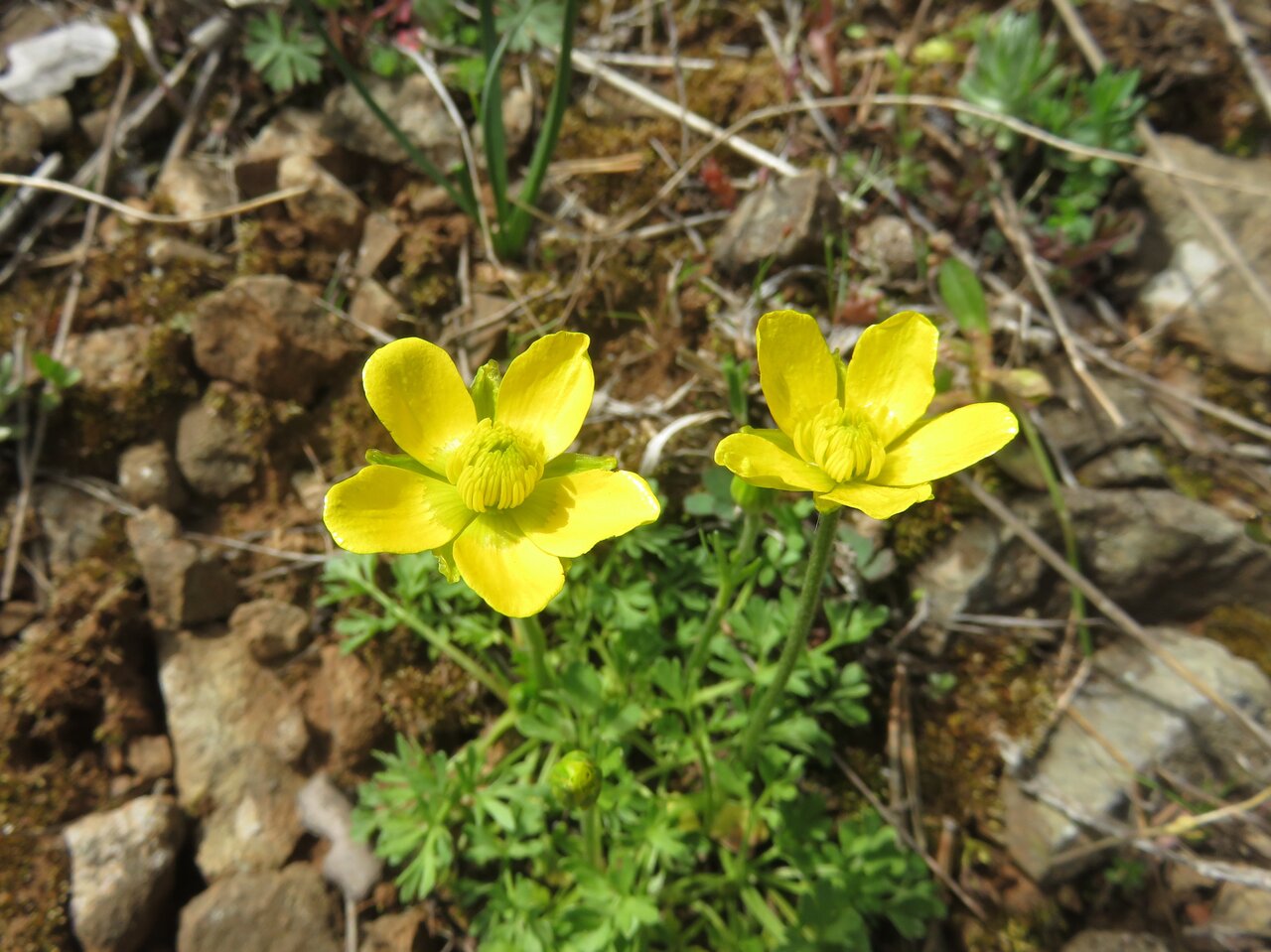 Изображение особи Ranunculus millefoliatus.