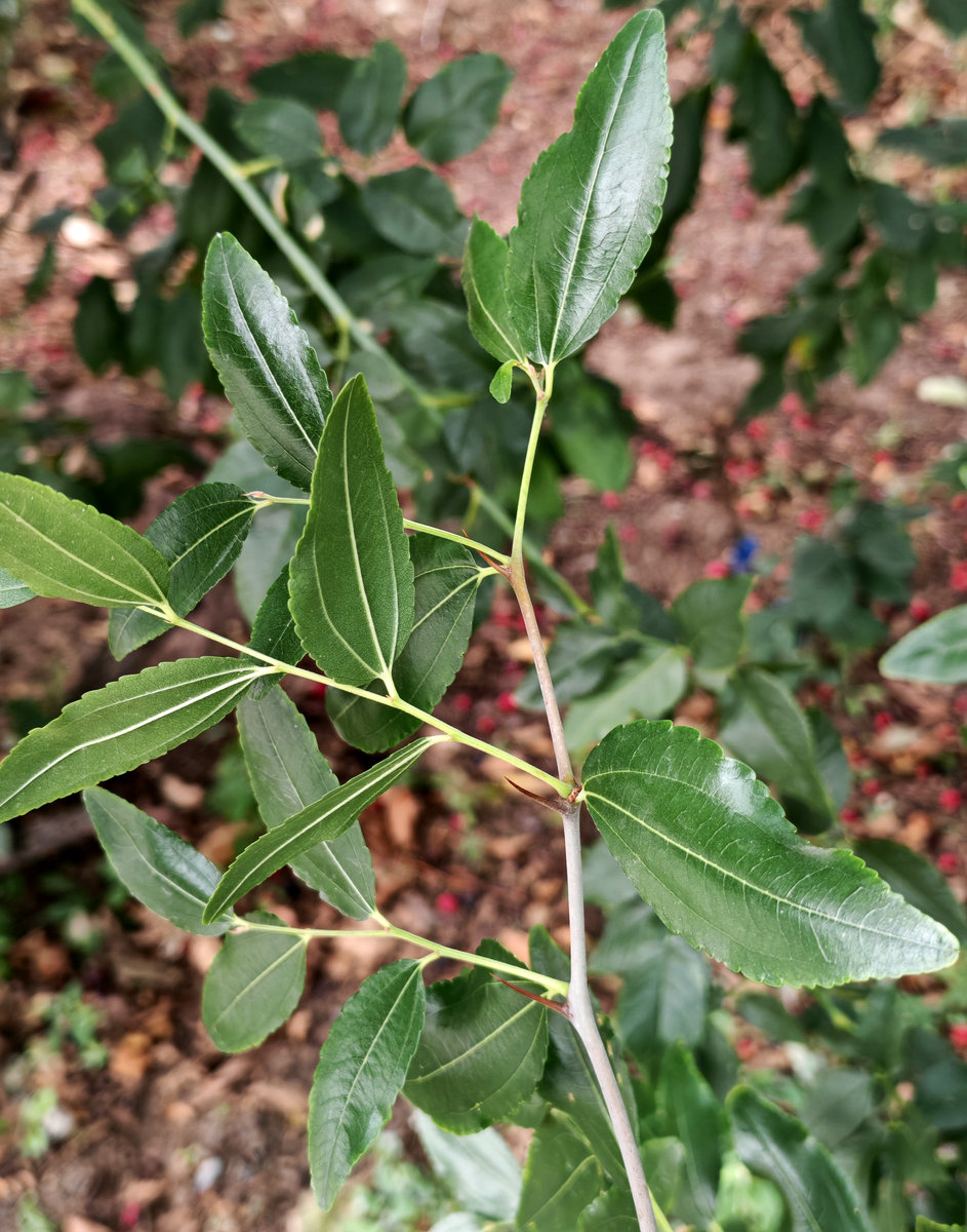 Image of Ziziphus jujuba specimen.