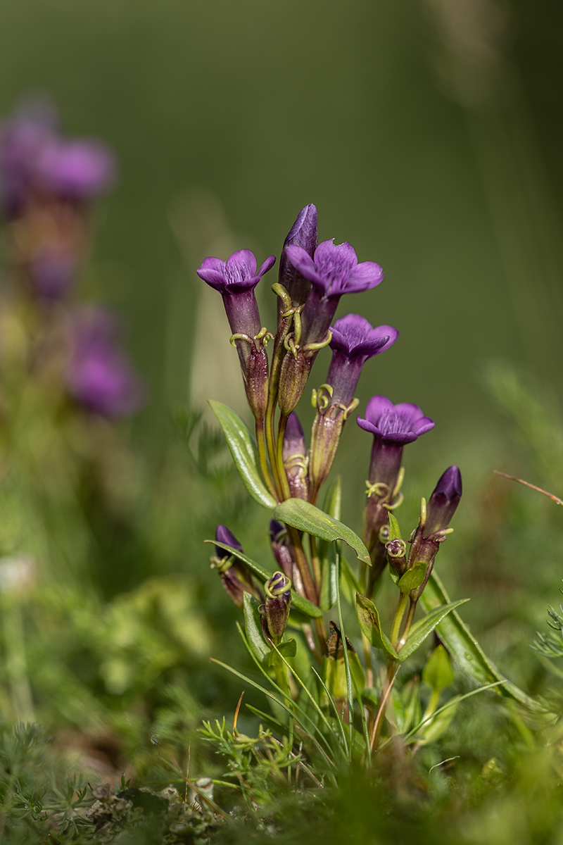 Image of Gentianella caucasea specimen.