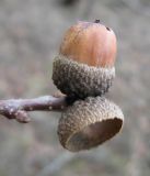 Image of taxon representative. Author is Владислав Григоренко