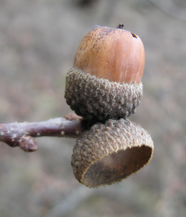 Image of Quercus pubescens specimen.