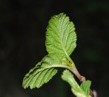 Alnus kolaensis