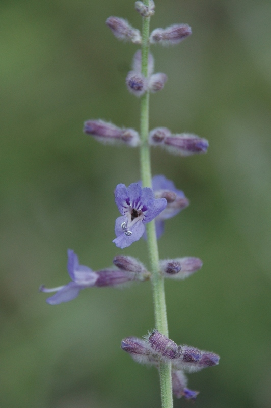 Image of Perovskia scrophulariifolia specimen.