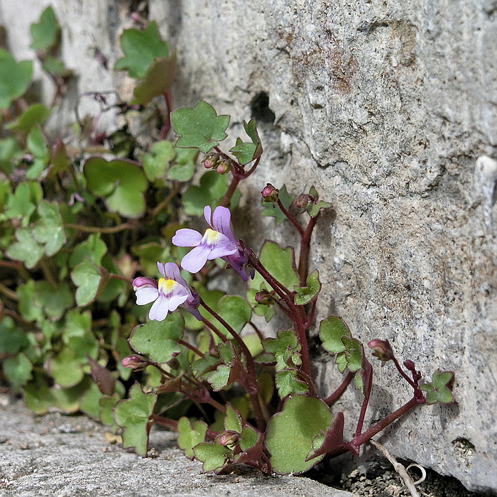 Image of Cymbalaria muralis specimen.