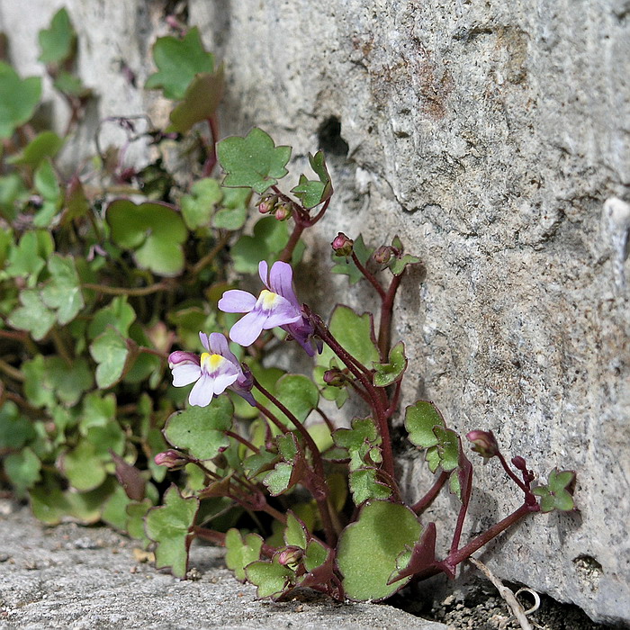 Изображение особи Cymbalaria muralis.