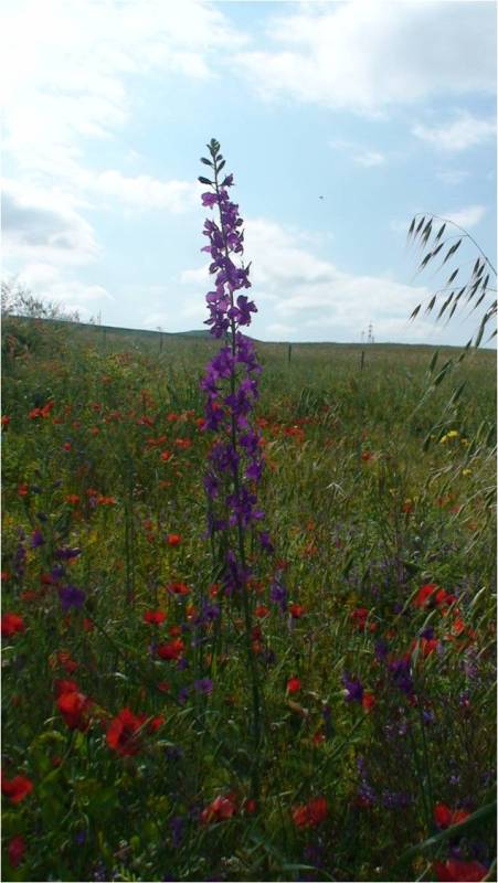 Image of Delphinium hispanicum specimen.